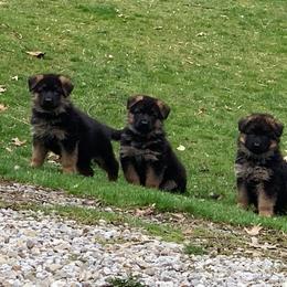 German Shepherd Puppies from Westhaus K9