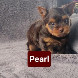 Pearl - Chocolate, tan and white female Yorkshire Terrier puppy in Middleton, Idaho from Rocky Mountain Yorkies
