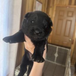 2 - Black and red male German Shepherd puppy in Pickens, South Carolina from Von Maqqedah Haus German Shepherds