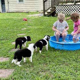 Border Collie Puppies from Dreams Come True