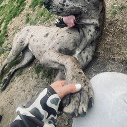 Toot - Great Dane