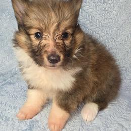 Pretzel - Sable and white female Shetland Sheepdog puppy in Citra, Florida from Southpaw Herders LLC