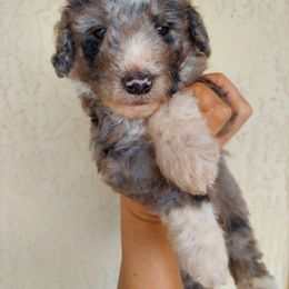 Aussiedoodle Puppies from S & L Oodles of Doodles