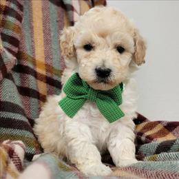 Atlas - Cream male Goldendoodle puppy in Temecula, California from Oodles O'Doodles