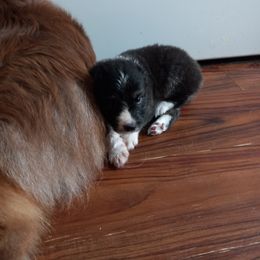 Australian Shepherd Puppies from Melick Kennels