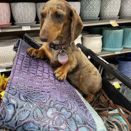 TOT - Dachshund