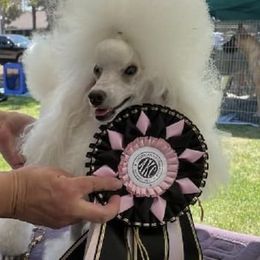 Poodles from Charlene Smutny's Poodles
