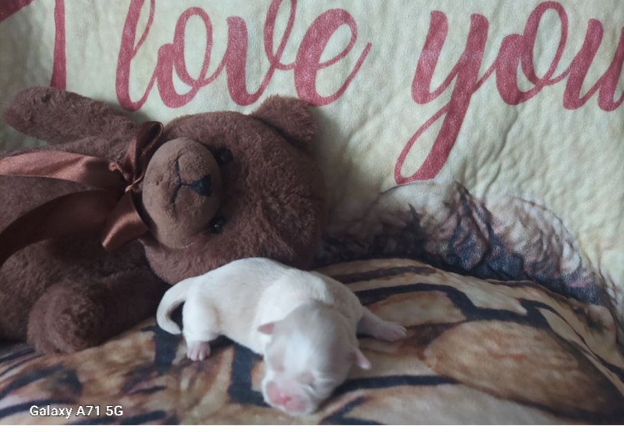 Shih Tzu Puppies from Nickerson Farms Shih Tzu & Imperial Beauties LLC.