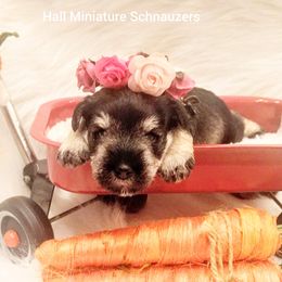 Miniature Schnauzer Puppies from Hall Miniature Schnauzers
