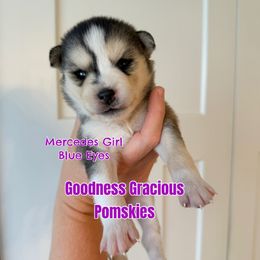 Mercedes - Silver and white female Pomsky puppy in Lyons, Nebraska from Goodness Gracious Pomskies