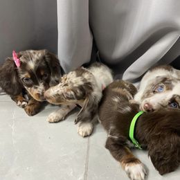 Dachshund Puppies from Dreaming of Dachshunds