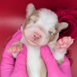 Quinn4Boy2- RMM, NBT,AKC,OFAs,Genetics - Red merle male Australian Shepherd puppy in South Hill, Virginia from Silverside Aussies LLC