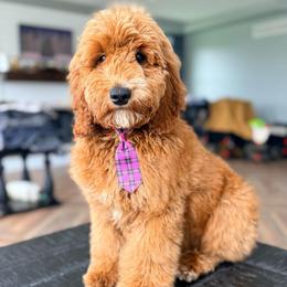 Cosmo - Red  male Goldendoodle puppy in Marion, Ohio from Doodles & Doxies