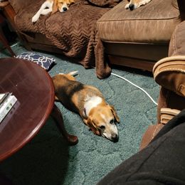 Beagle All Grown Up from Hamptons Ridge Beagles