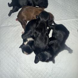 Shih Tzu puppies from Precious Peekapoo’s and Luxurious Shih Tzu’s