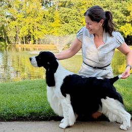 Shelby - English Springer Spaniel