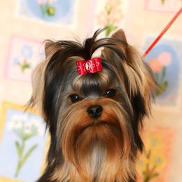 Prosha - Yorkshire Terrier