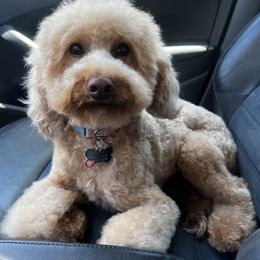 Peach - Goldendoodle