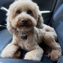 Peach - Goldendoodle