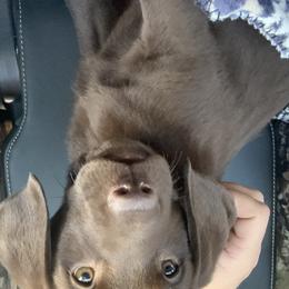 Cocoa - Labrador Retriever