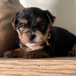 Yellow boy - Black and gold male Yorkshire Terrier puppy in Meridian, Idaho from Doodles of Idaho