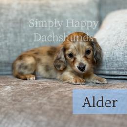 Cream Brindle Dapple Longhair - Pet Only CKC - Alder - Dapple male Dachshund puppy in Pauls Valley, Oklahoma from Simply Happy Dachshunds