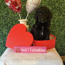 Artemis - Black female Poodle puppy in Petal, Mississippi from Petal Poodles