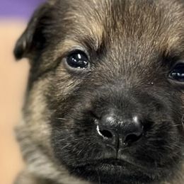 Boy 4 - Sable German Shepherd puppy in Terrell, Texas from Von Brodek Kennels