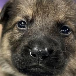 Boy 4 - Sable German Shepherd puppy in Terrell, Texas from Von Brodek Kennels