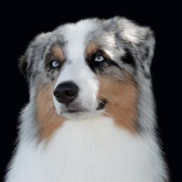 SKYE - Australian Shepherd