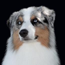 SKYE - Australian Shepherd