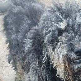 Maverick - Poodle