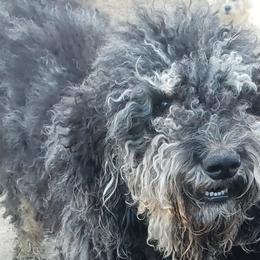 Maverick - Poodle