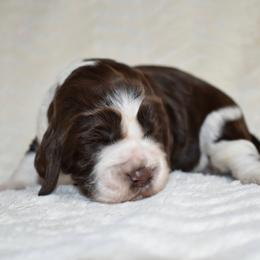 Lassie - Liver and white female English Springer Spaniel puppy in Chapmansboro, Tennessee from Balthrop Bend Farms