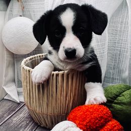 Boogi - Black and white male Cardigan Welsh Corgi puppy in Crystal River, Florida from Coopers Korner