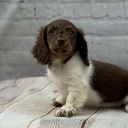 AKC Oakley - Piebald female Dachshund puppy in Colbert, Oklahoma from Brooke Crenshaw