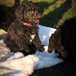 Ernie - Black Poodle puppy in Onalaska, Washington from Dusty Rose Standard Poodles