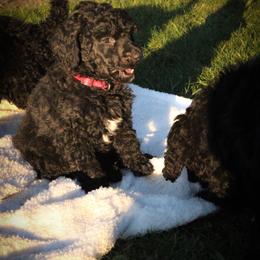 Ernie - Black Poodle puppy in Onalaska, Washington from Dusty Rose Standard Poodles