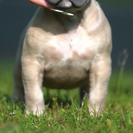 American Bully Puppies from Manuia Kennels