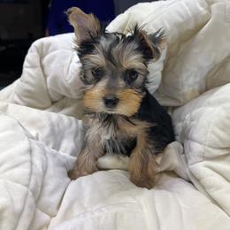 Pomeranian and Yorkshire Terrier Puppies from Coulter Creek Kennels