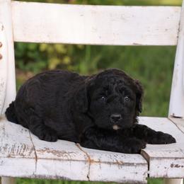 Polly - Black female Whoodle puppy in West Bend, Iowa from Blue Skies Terriers