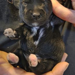Minnie - Black female Miniature Schnauzer puppy in Elgin, Iowa from Firefly Stables