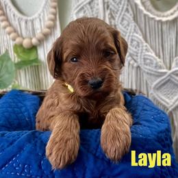 Layla - Red  female Goldendoodle puppy in Jonesboro, Arkansas from Honeysuckle Creek Goldendoodles