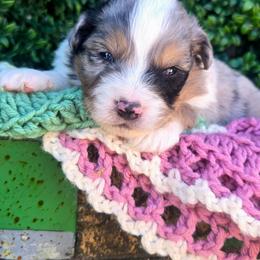 Mr. Gale - Blue merle male Toy Australian Shepherd puppy in Dolan Springs, Arizona from High Desert Companions