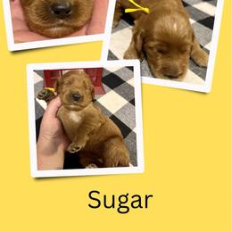 Sugar - Red female Irish Doodle puppy in Bluefield, Virginia from Love on a Leash