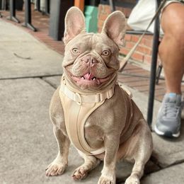 Khali - French Bulldog