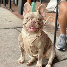 Khali - French Bulldog