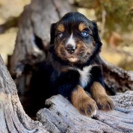 Salomon - Black tri-color male Australian Shepherd puppy in Randolph, Utah from Dry Canyon Pups
