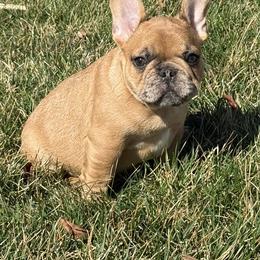 Boy 1 - Fawn male French Bulldog puppy in Muncie, Indiana from Seven Blessings Frenchies