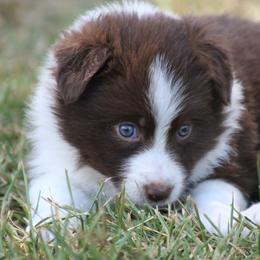 Girl 3 - Red female Border Collie puppy in Tylertown, Mississippi from Cool Meadow Farms